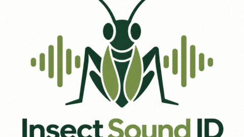 Insect Sound ID AI tool preview